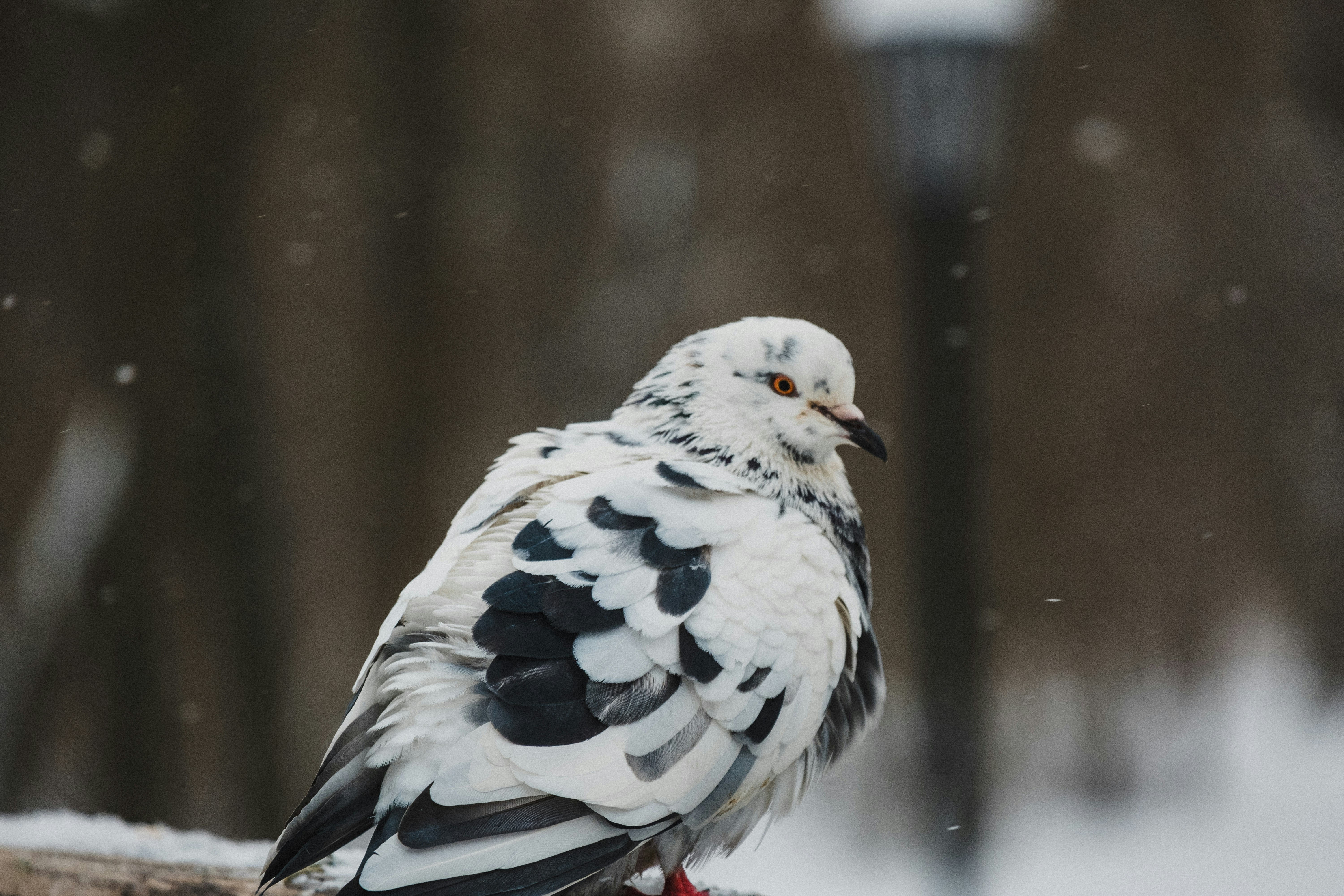 white and black bird in close up photography